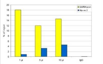 Chromatin Immunoprecipitation: Histone H3 [Trimethyl Lys4] Antibody [NBP2-59143] - ChIP assays were performed using human U2OS cells, the antibody against H3K4me3 and optimized PCR primer pairs for qPCR. ChIP was performed using sheared chromatin from 2 million cells and stringent washing conditions. A titration consisting of 1, 5 and 10 uL of antibody per ChIP experiment was analyzed. IgG (1 ug/ IP) was used as a negative IP control. Quantitative PCR was performed with primers for the promoter of the constitutively expressed GAPDH gene and for myoglobin exon 2. Figure shows the recovery, expressed as a % of input (the relative amount of immunoprecipitated DNA compared to input DNA after qPCR analysis). These results are in accordance with the observation that trimethylation of K4 at histone H3 is associated with the promoters of active genes.